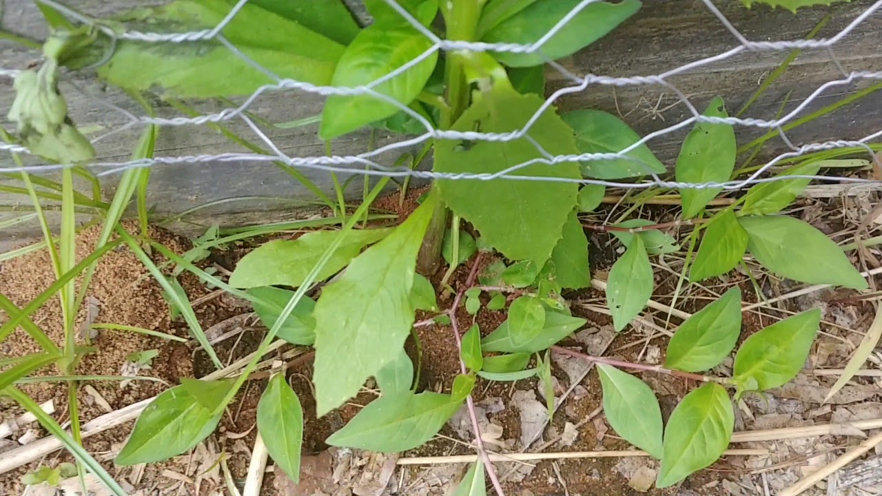 2 for 1 tip: keeping raccoons from destroying corn, keeping corn from blowing over in raised beds