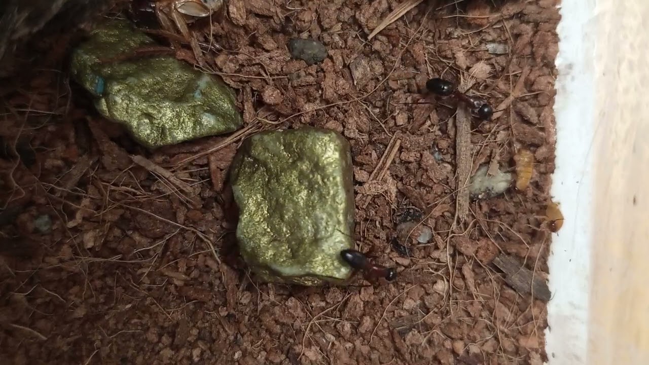 poradnik jak hodować mrówki camponotus ligniperda
