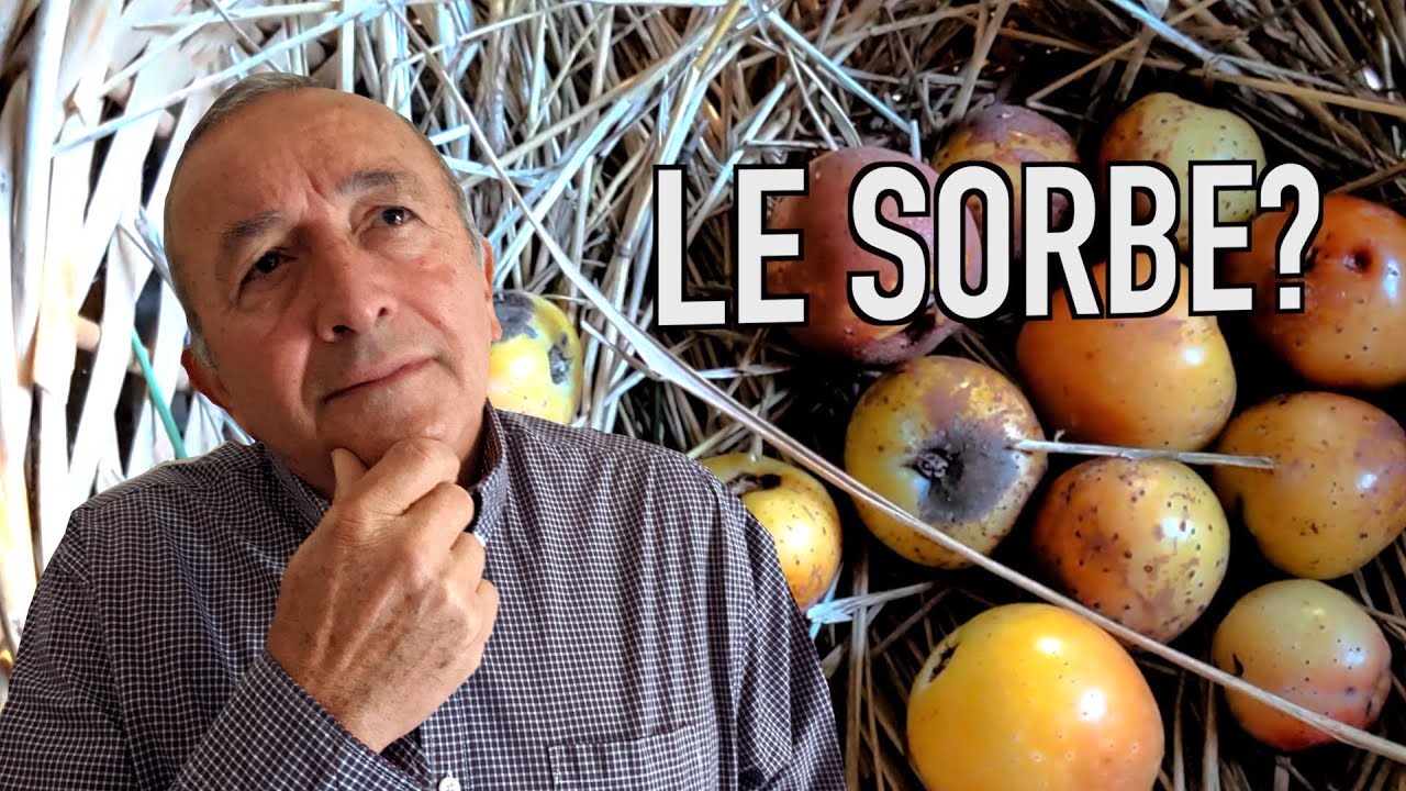 Chi conosce le Sorbe?