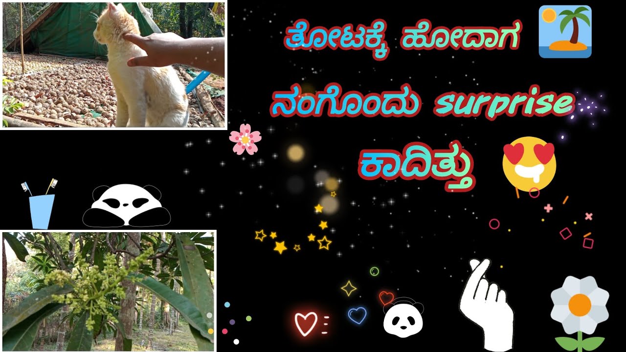 ತೋಟಕ್ಕೆ ಹೋದಾಗ ನಂಗೊಂದು surprise ಕಾದಿತ್ತು |A day in my life |#trending #viralvideo #kannadavlog 