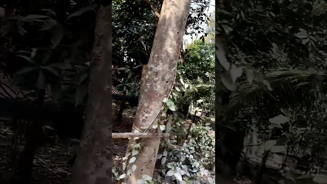 সব ভালোবাসার মূল্য নির্ধারণ করা যায় না। #video #viral #viralvideo #youtube #nature 