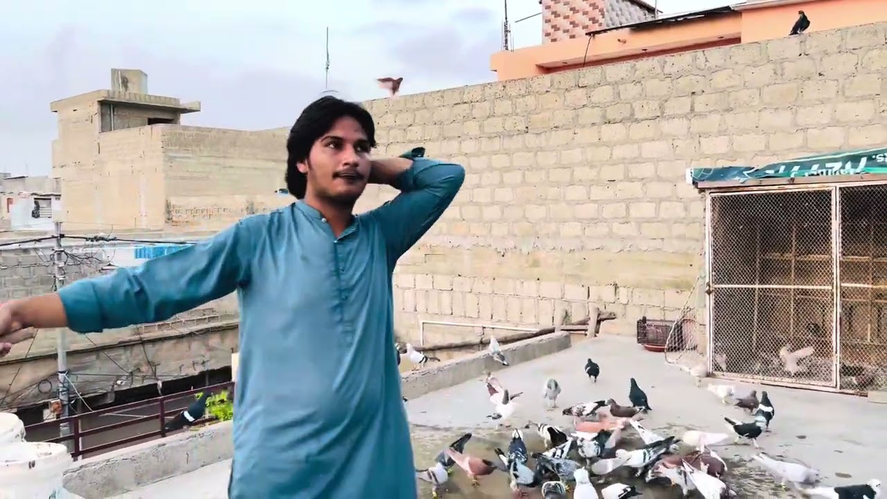 Aj new kabutar nakal gaya  