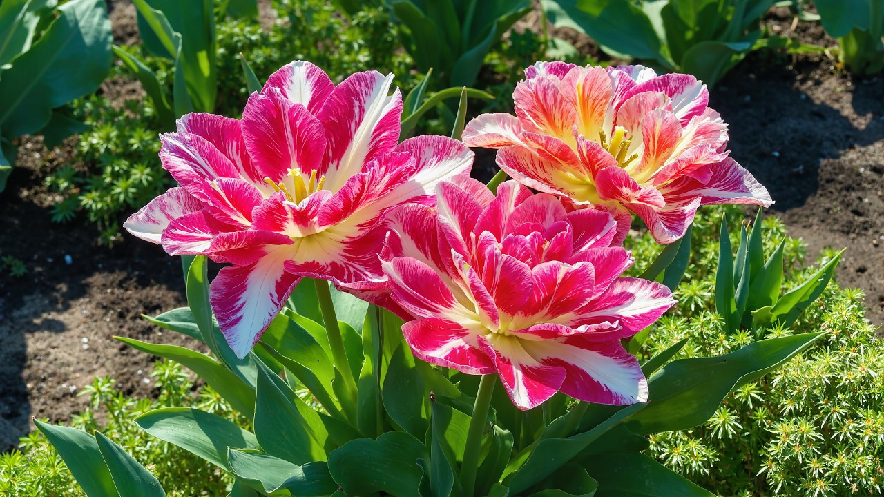 Just 5 Minutes of Watching 🌷 Removes Stress & Restores Your Energy &bull; 100% Relaxation Therapy 💗