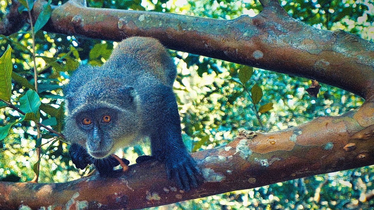 Istražio sam TAJNE iz afričke DŽUNGLE