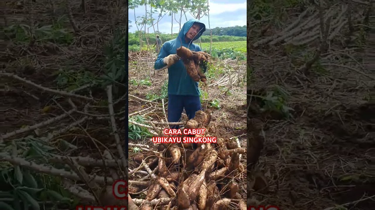 CARA PANEN UBIKAYU SINGKONG #tani #pertanian #singkong #ubi #cassava #ubikayu #farming #farm #farmer