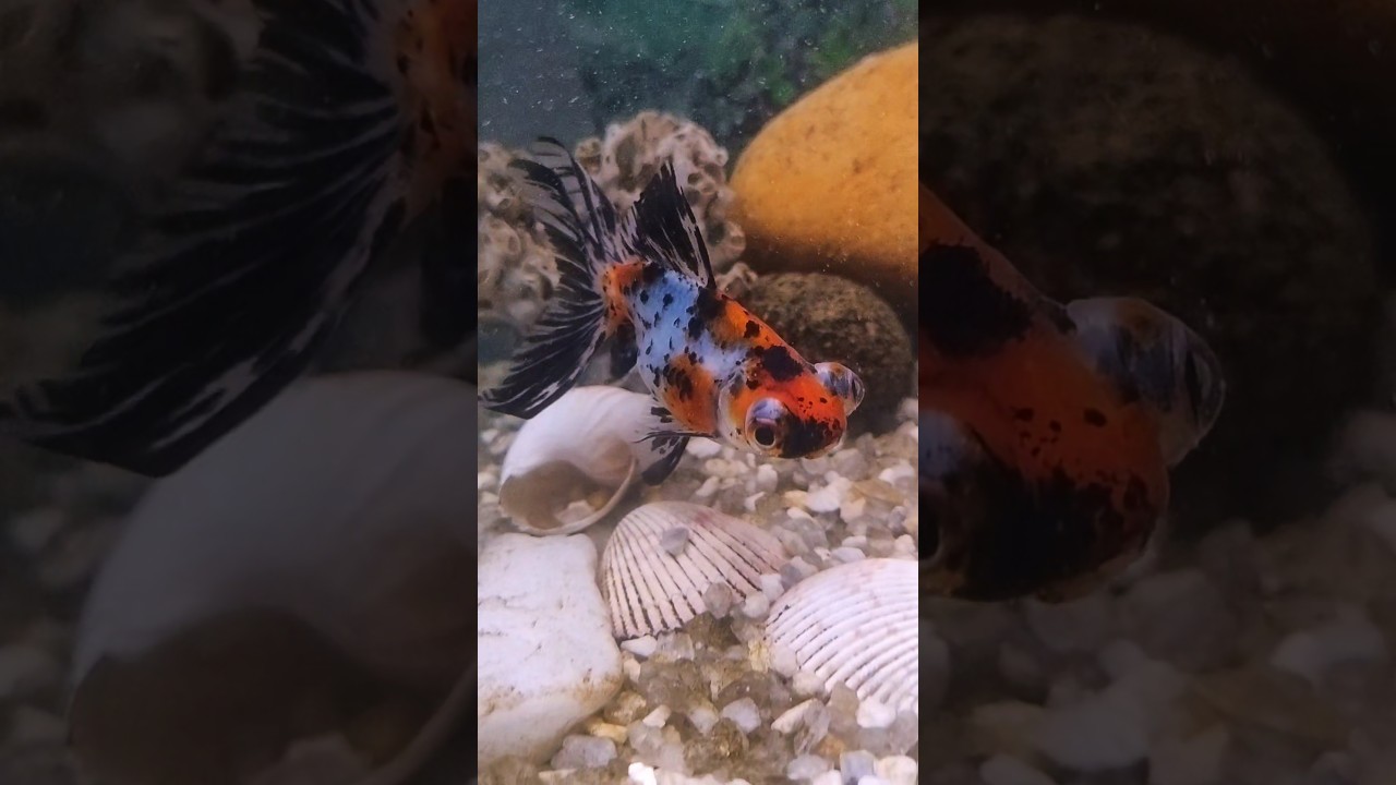 🧡🔆🐠#peixe#kinguio