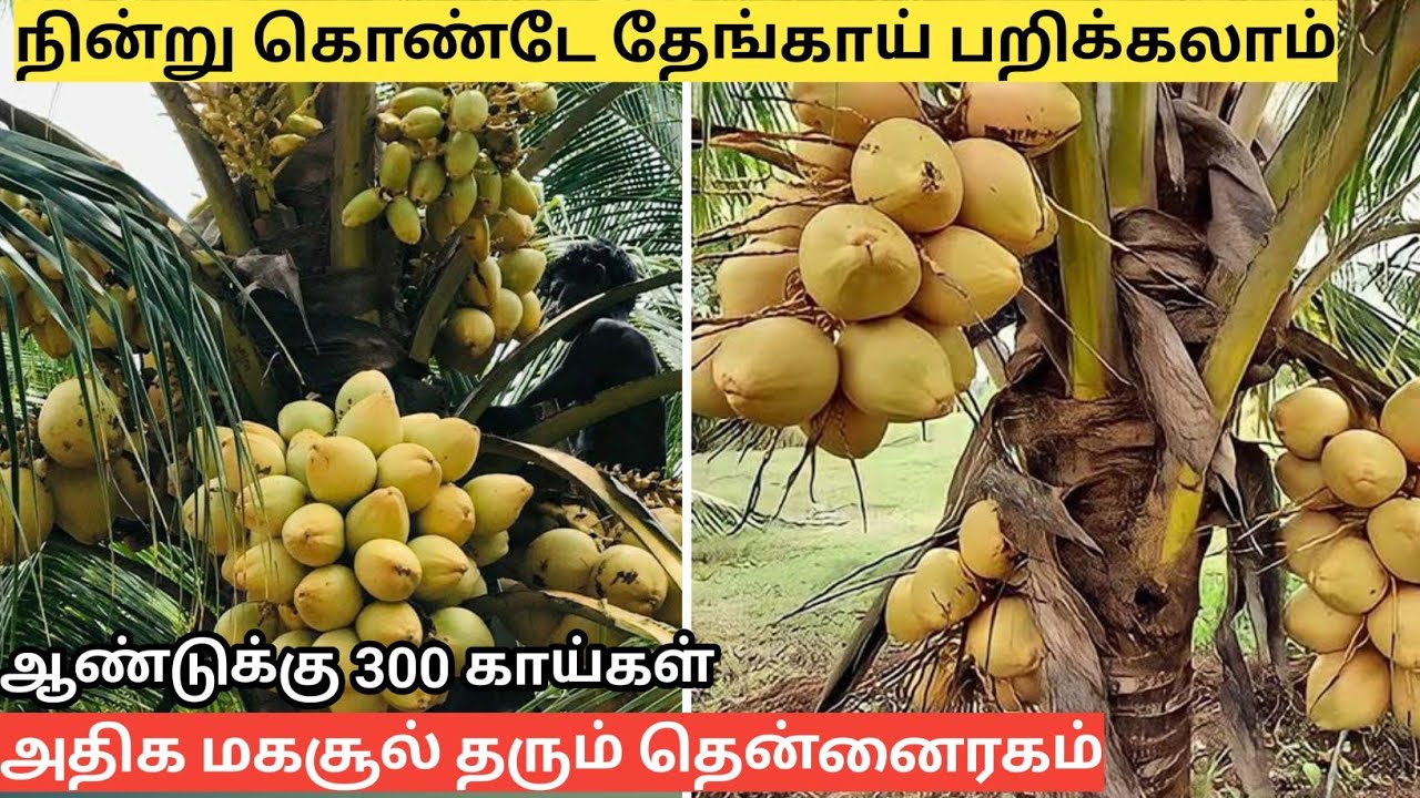 17 ஏக்கரில் பிரம்மாண்டமான தென்னை நர்சரி | Coconut Nursery Karur