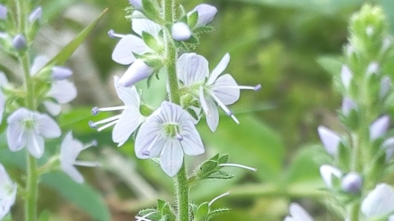 Вероніка лікарська (Veronica officinalis) - антисептичний, протизапальний, ранозагоюючий засіб