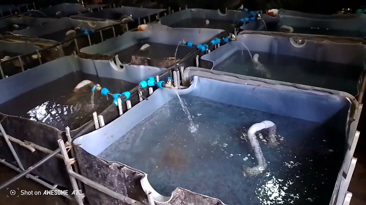 EJJALULIZO LY'E MMALE NEBISANGIBWAYO AYAGALA OKULUNDA SANGA FISH FARM ZIROBWE.