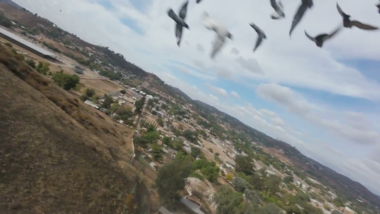 Doves