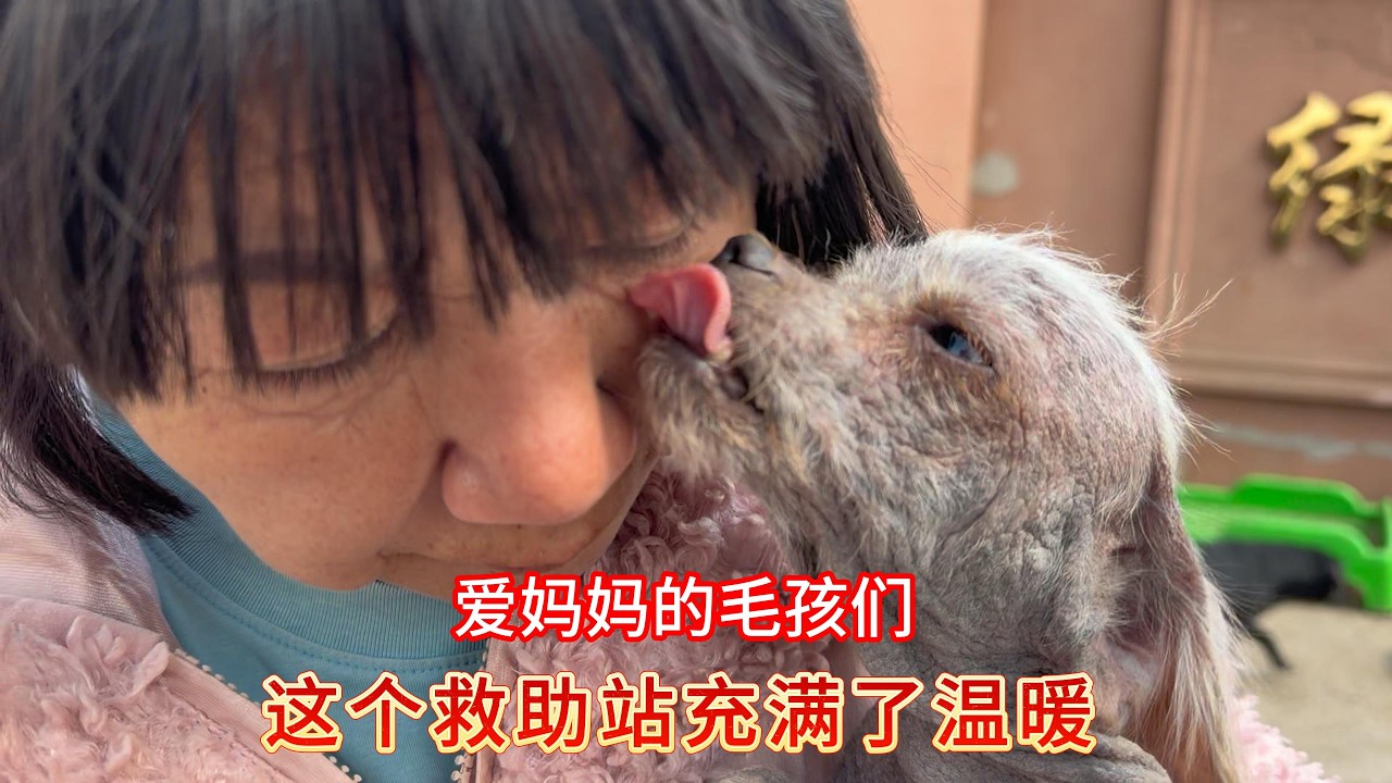 救助站毛孩的欢声笑语，这里充满了温暖，谢谢您给予毛孩的避风港