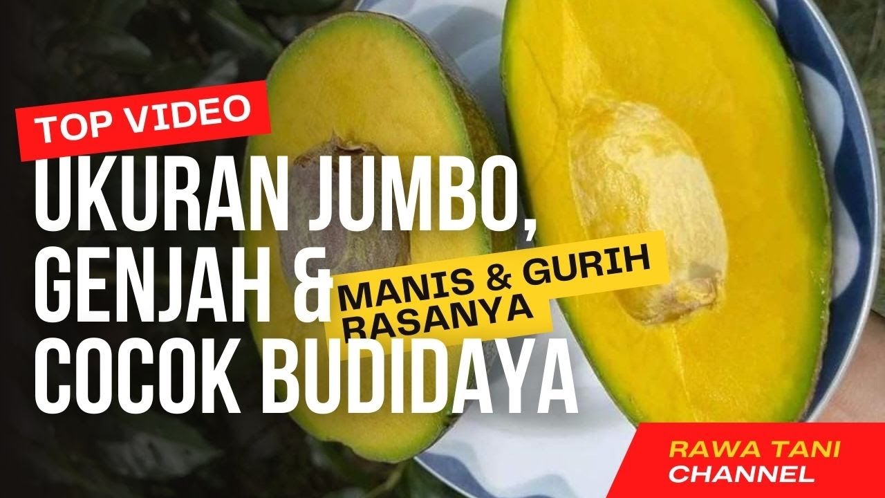 ALPUKAT CUBA !!! Ukuran Jumbo, Rekomendasi Budidaya Skala Komersial I RAWA TANI