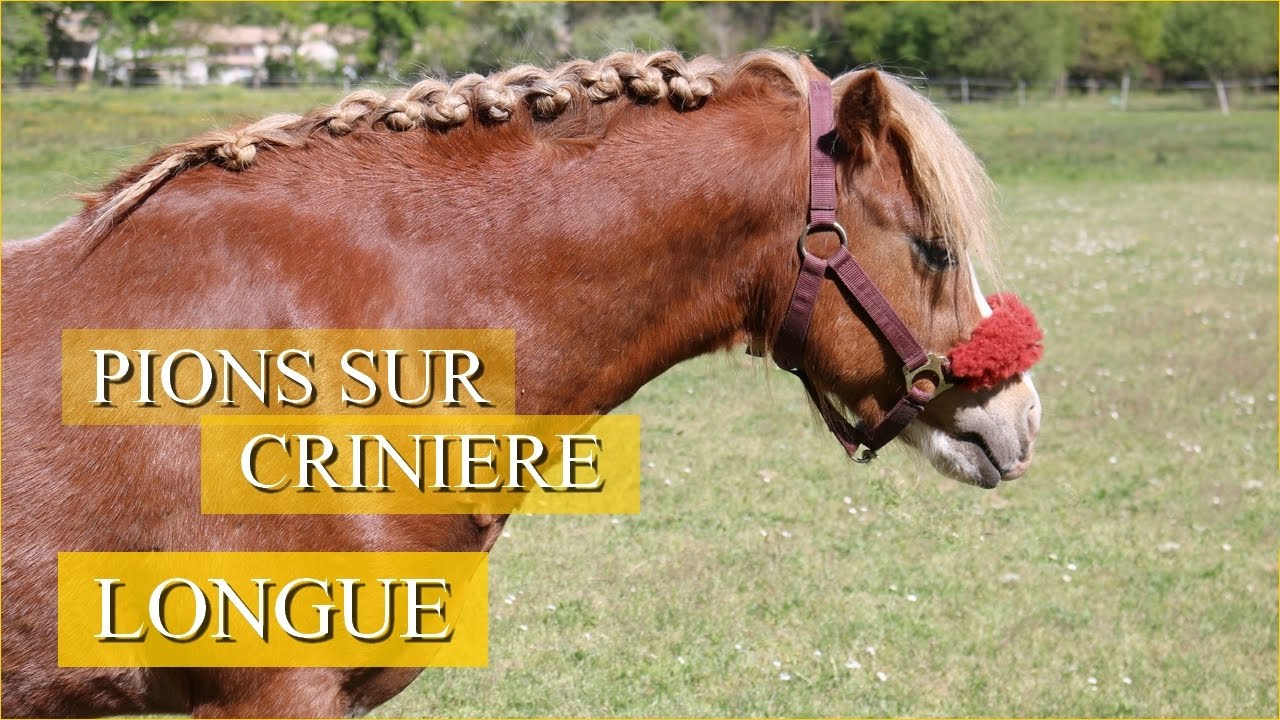 FAIRE DES PIONS SUR UNE CRINIERE LONGUE - La solution !