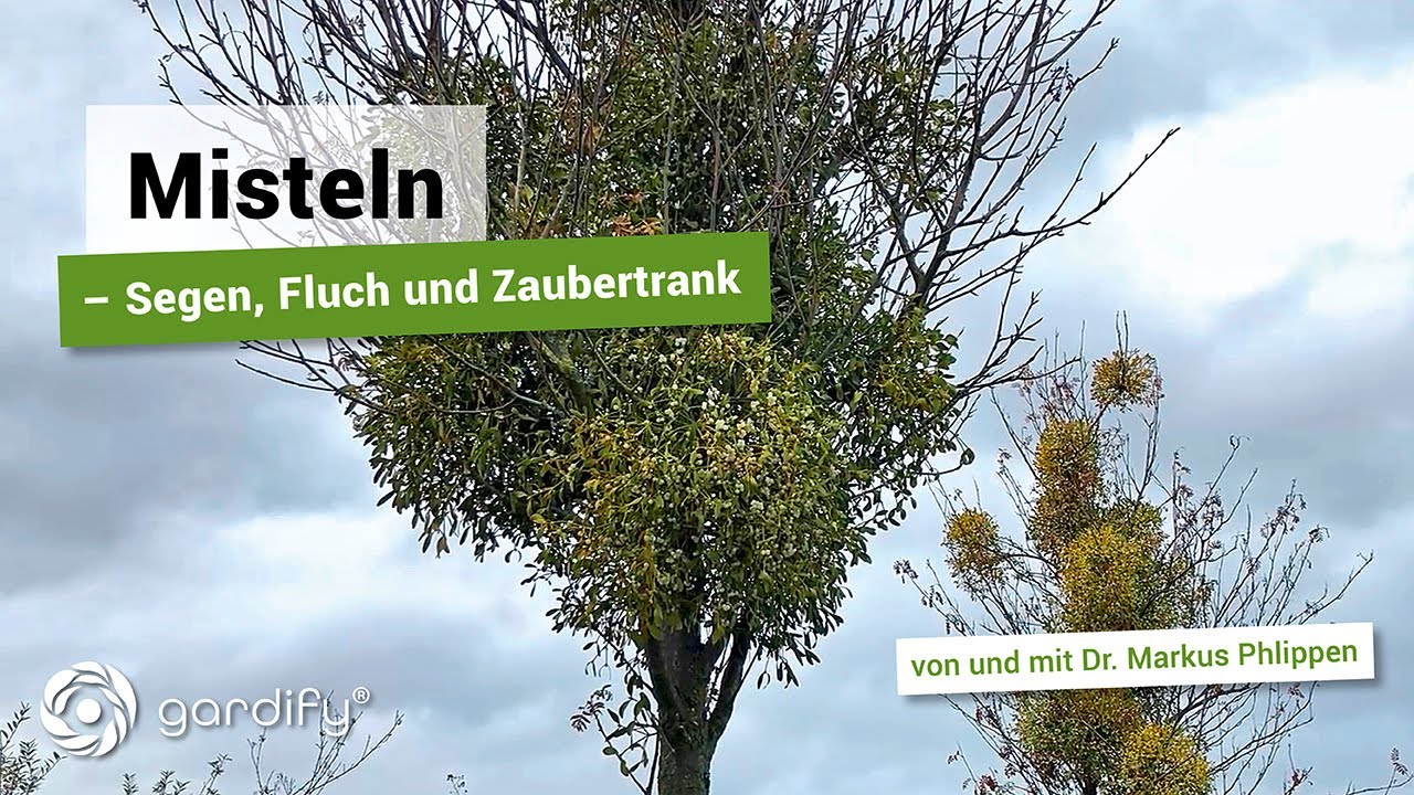 Misteln - Segen, Fluch und Zaubertrank! | gardify Tipps