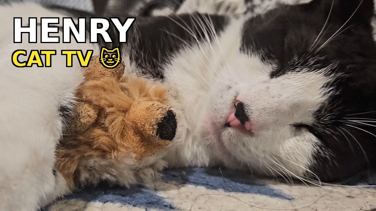 Cat TV LIVE 🐱 Henry the Cat Sleeping | TV for Cats to Watch