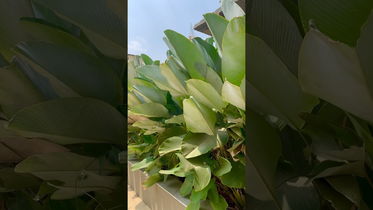 [Landscaping Plants] Calathea Lutea - Transform your Landscape with this Exotic Beauty #landscape