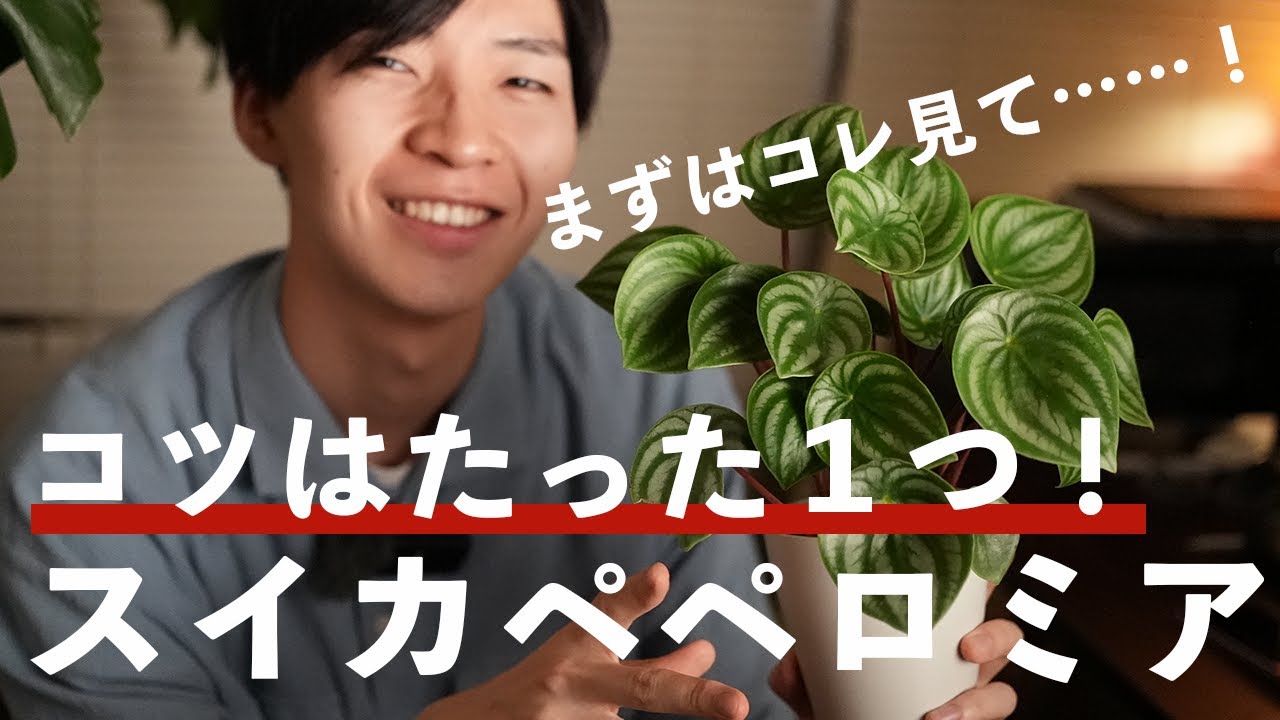 【スイカペペロミアの育て方】お洒落観葉植物『ペペロミア』を育てるコツはたった１つ！【観葉植物初心者必見！】