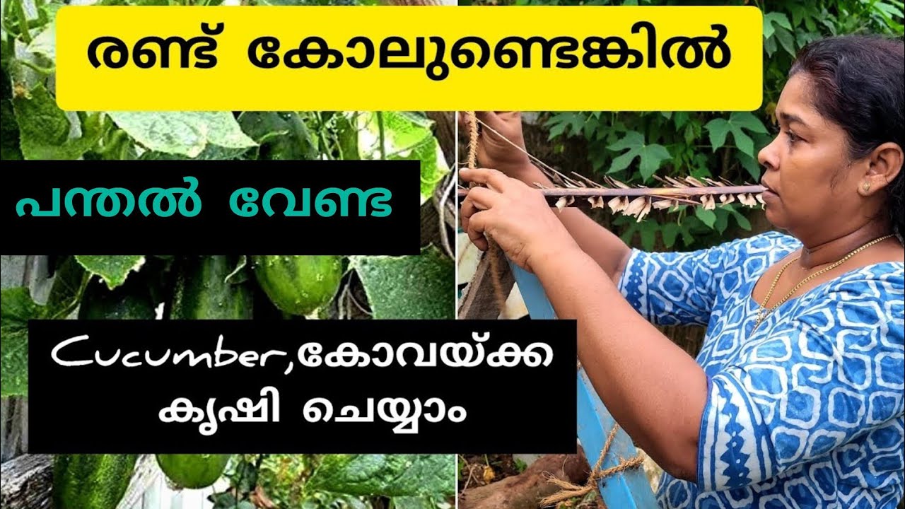 പുതിയ രീതി|നാലു കോലുകൊണ്ട് നാലു കൃഷി|cucumber farming| കോവയ്ക്ക കൃഷി