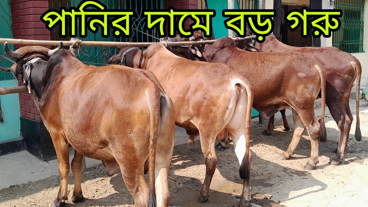 পানির দামে বড় গরু কিনুন, ২০২৬ কোরবানির জন্য আইকনিক গরু তইরি করতে পারেন, 