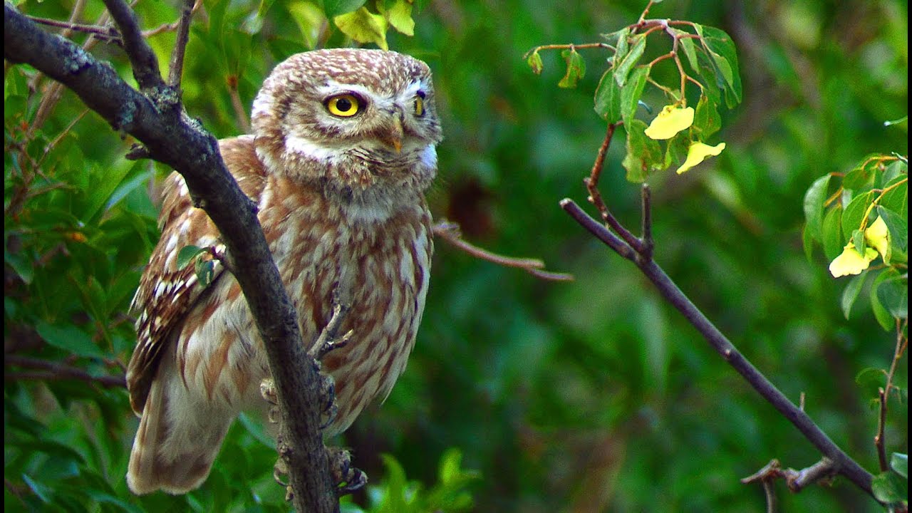 Сыч домовый (Athene noctua) - Little Owl | Film Studio Aves