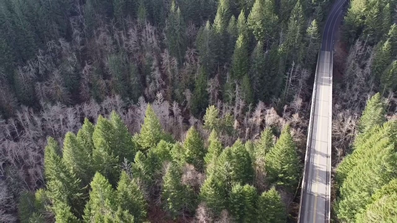 DJI Mini 2 - Wilson River, Oregon