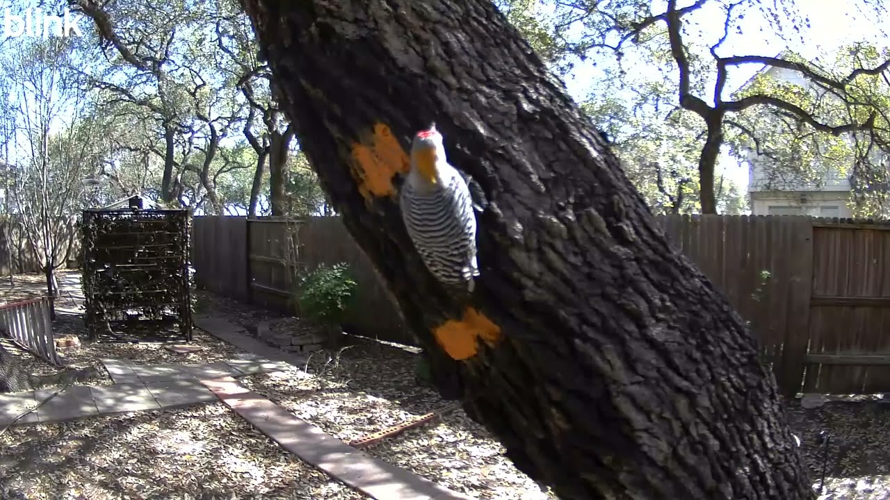 Good video of the woodpecker and the suet