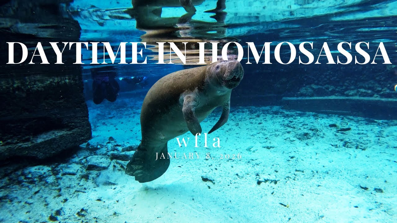 WFLA's Daytime, in Homosassa Swimming with the Manatees in MANATEE SEASON!!