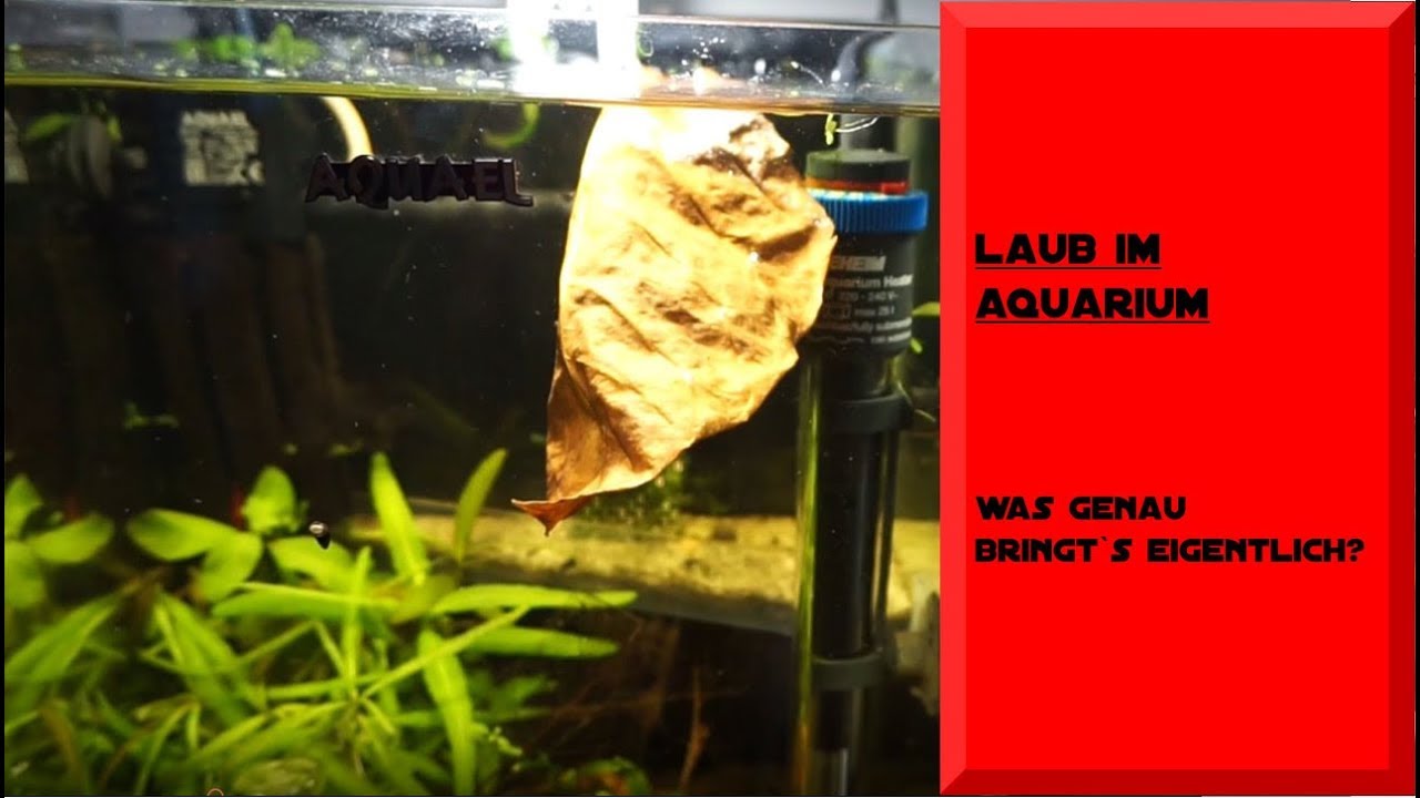 AQUARIUM LAUB / WAS BRINGTS?