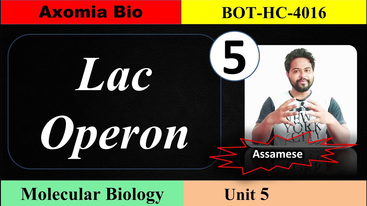 lac operon | gene regulation || Unit 5 || Class 5 || Axomia Botany || BOTANY MAJOR GU 4TH SEM
