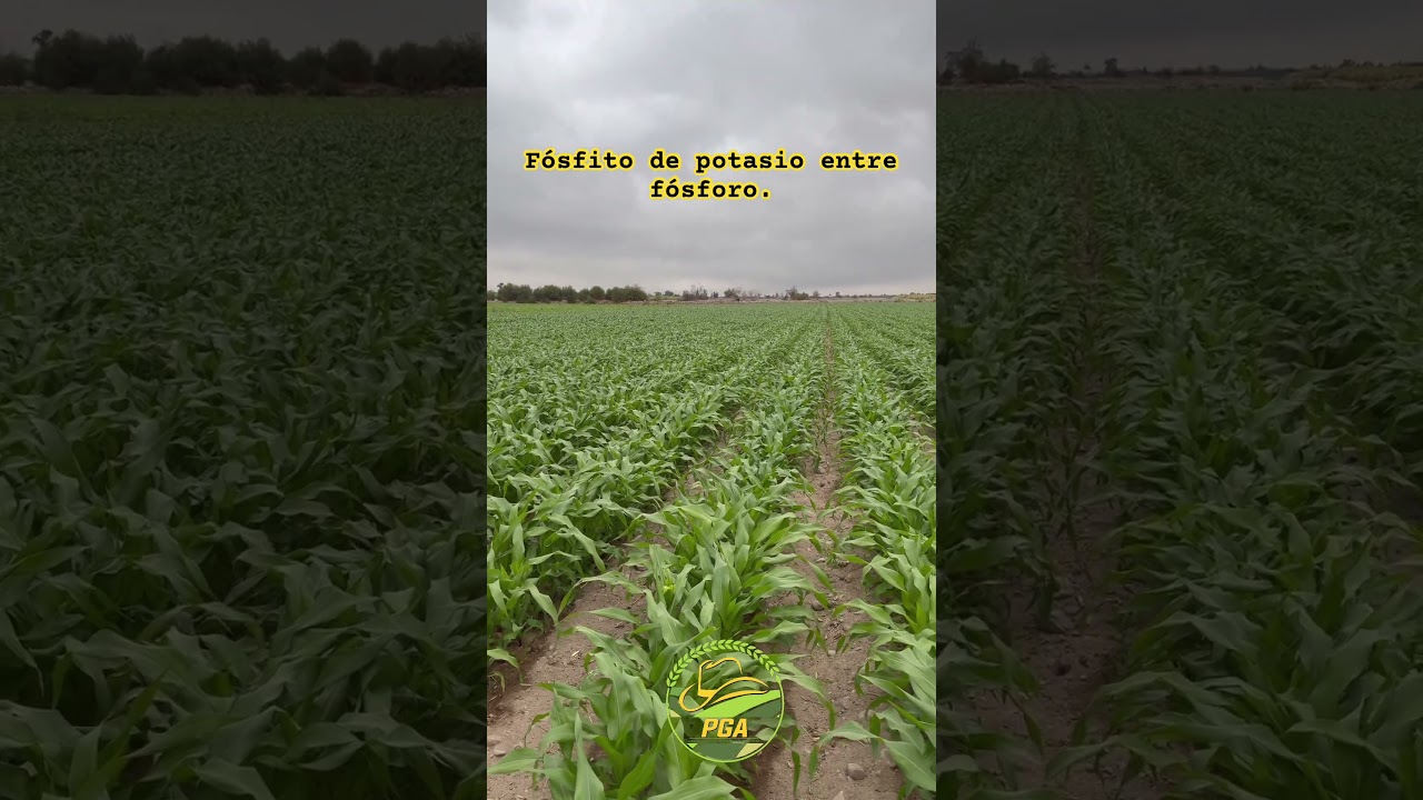 Cu&aacute;l es la diferencia entre f&oacute;sforo y f&oacute;sfito de potasio.