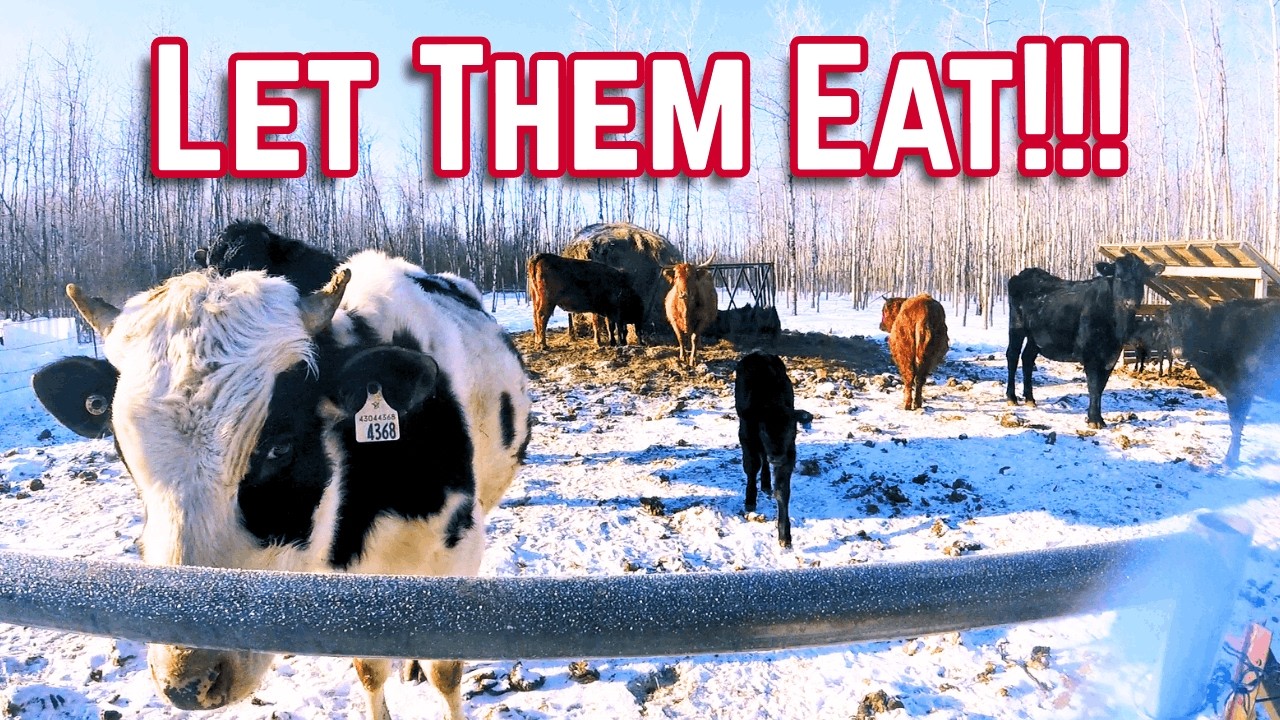 Beautiful Day Feeding the Farm