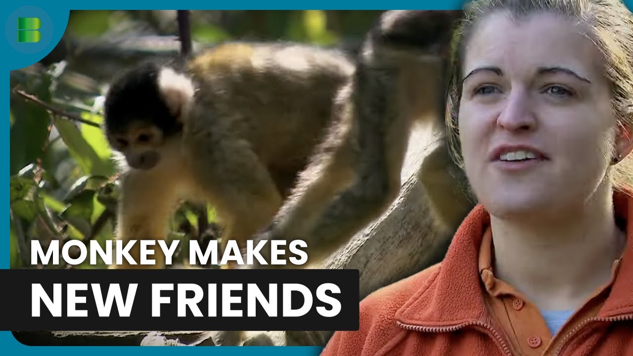 A Lonley Saki Monkey Makes New Friends | Monkey Life | Documentary