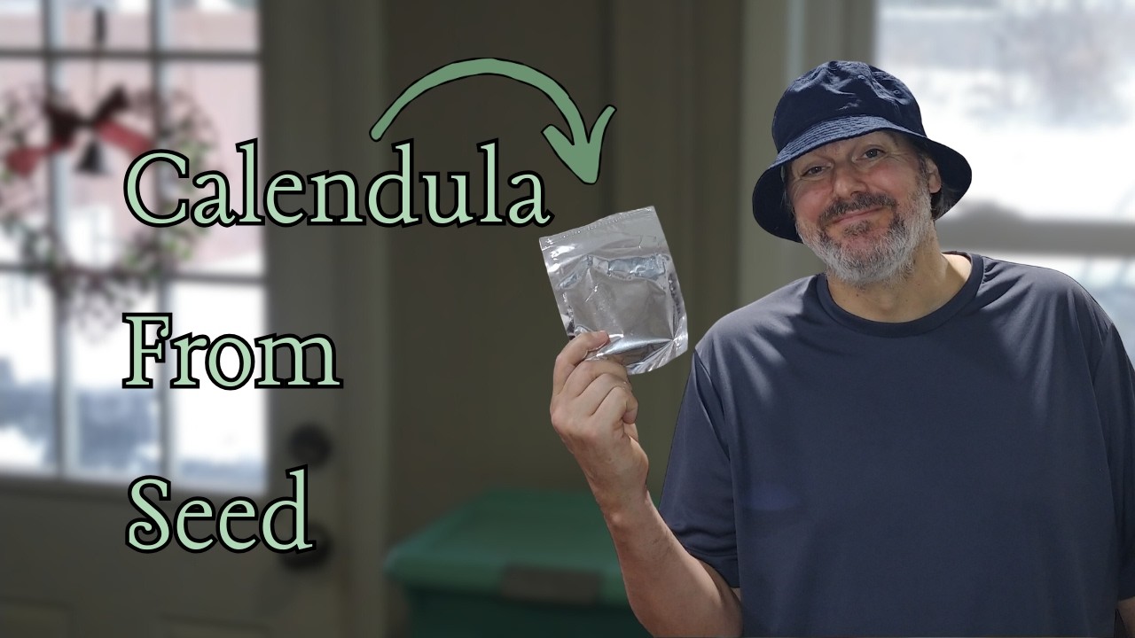 Grower Reveals: How I Start Calendula From Seed (Most People Rush This Step)