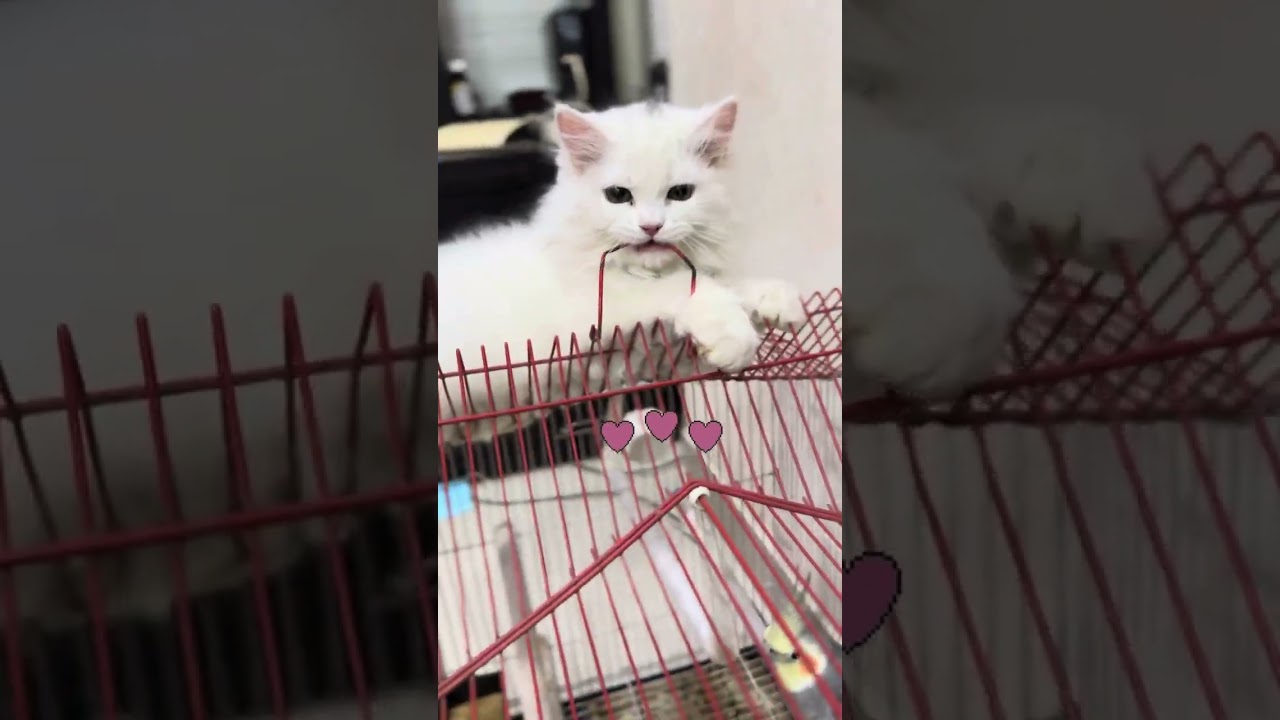 Snowbell cat vs Cockatail fighting |