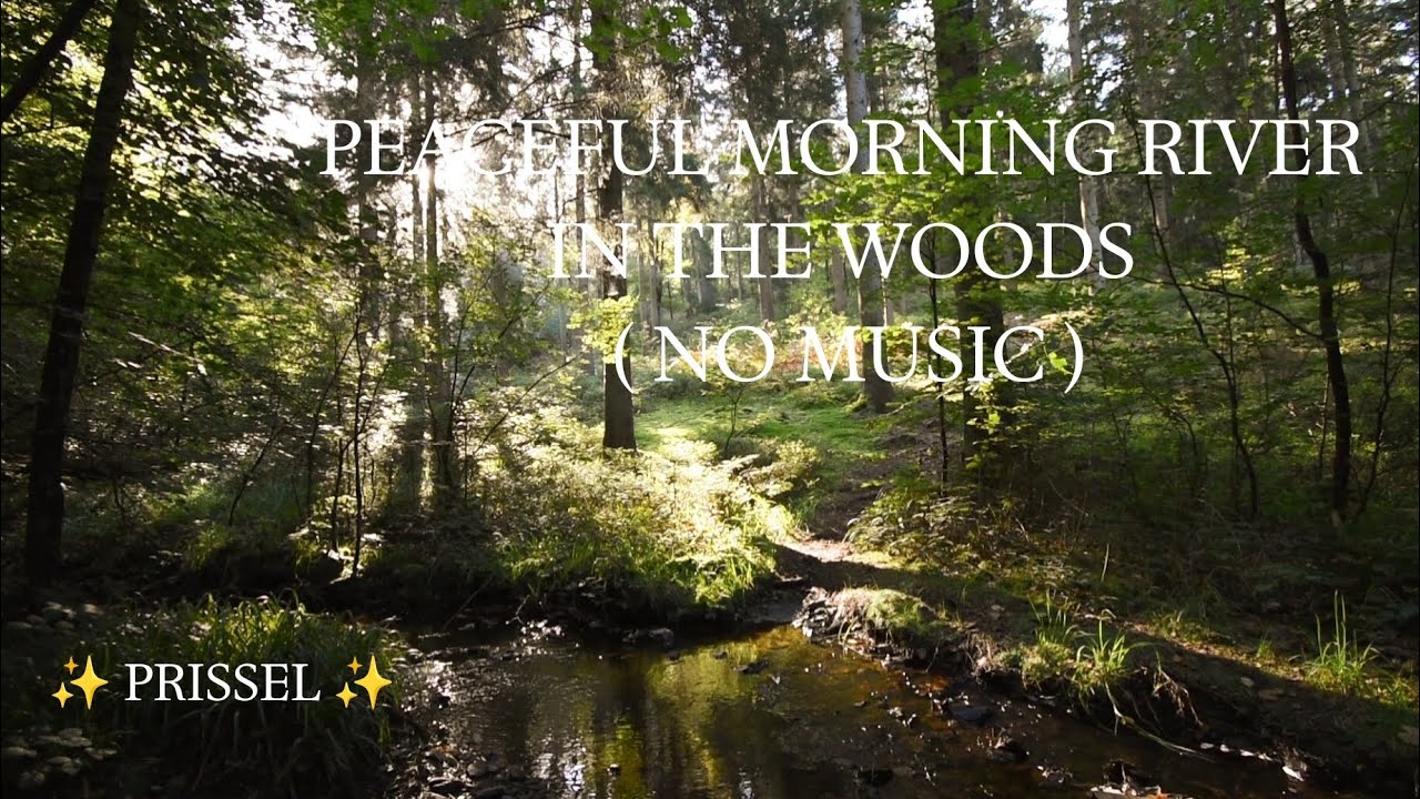 ✨ 🏞️ Enchanting Forest Stream at Sunrise ambience HD relaxation asmr sleep study Nature sounds ✨