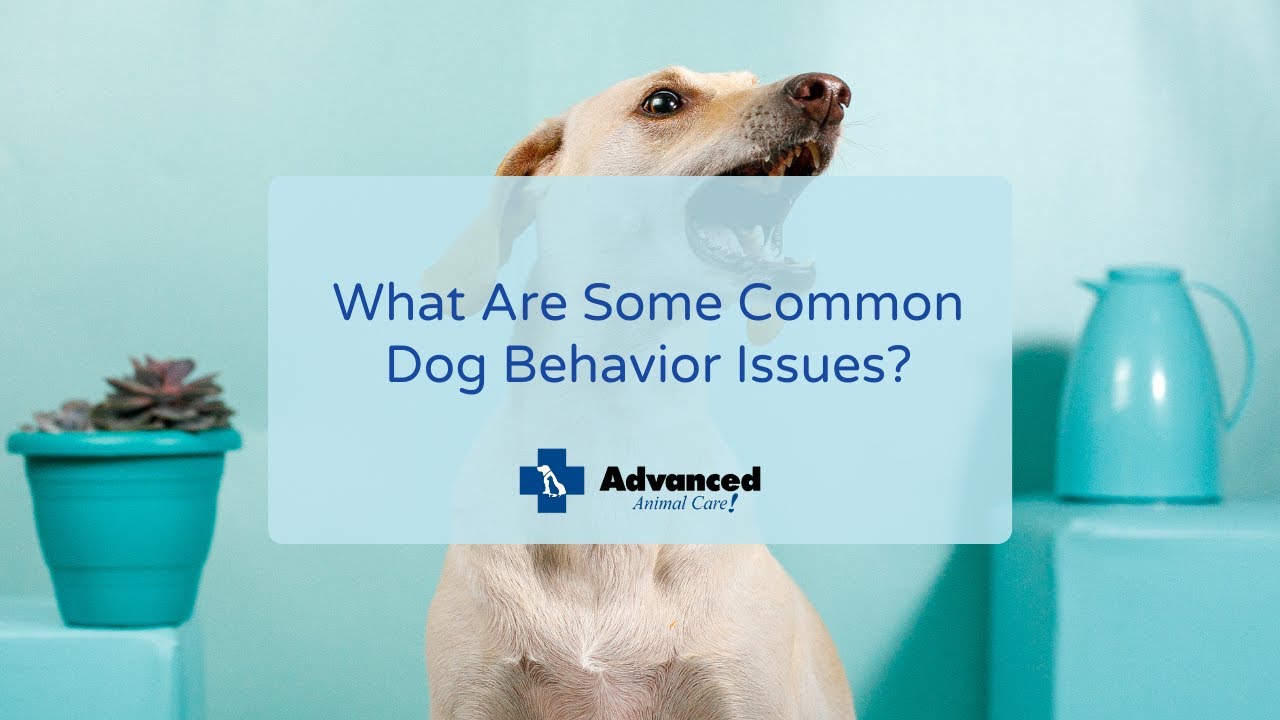 What Are Some Common Dog Behavior Issues?