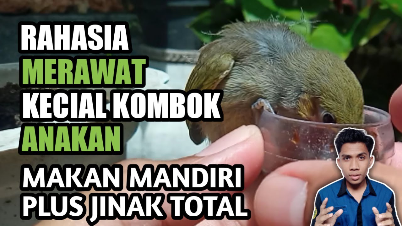 Cara Melatih Anak Burung Cucak Kombo (Kecial Kombok) MAKAN MANDIRI plus JINAK TOTAL