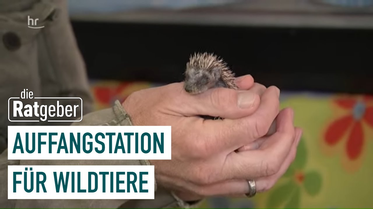 Erste Hilfe für Eichhörnchen, Igel und Co. | Die Ratgeber