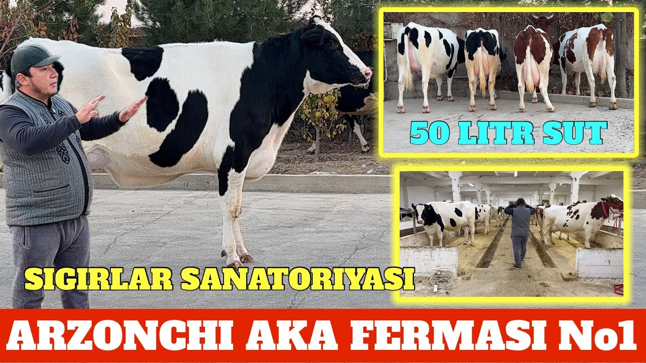 ARZONCHI UKA CHEMPION SIGIRLARI 2025-YIL REKORDI 50 LITR SUTGA JAVOB. SHVET SIMENTAL LUBOY TURI BOR.