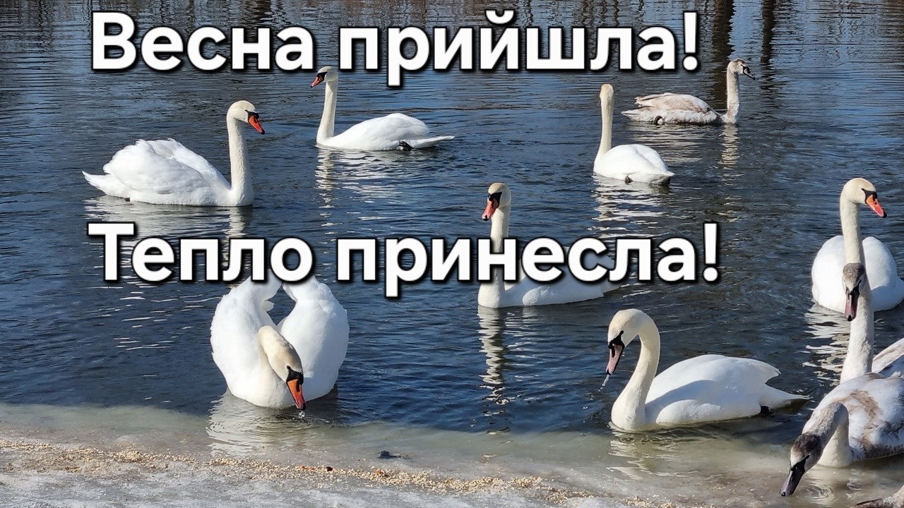 Весна скоро на крилах мир нам принесе. Лебеді на річці.