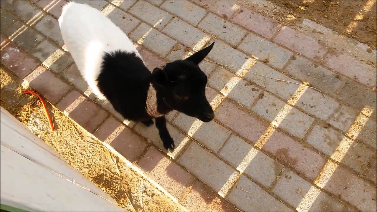 Cute Baby goat at the horse riding club