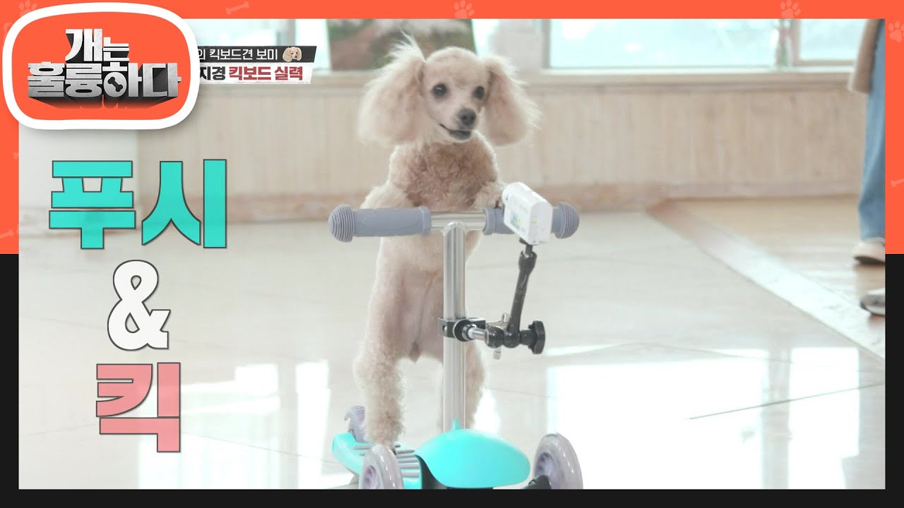 [무엇이든 재보하개] 킥보드를 타는 씽씽견(?) 보미 두두등장! [개는 훌륭하다/Dogs Are Incredible] | KBS 210208 방송