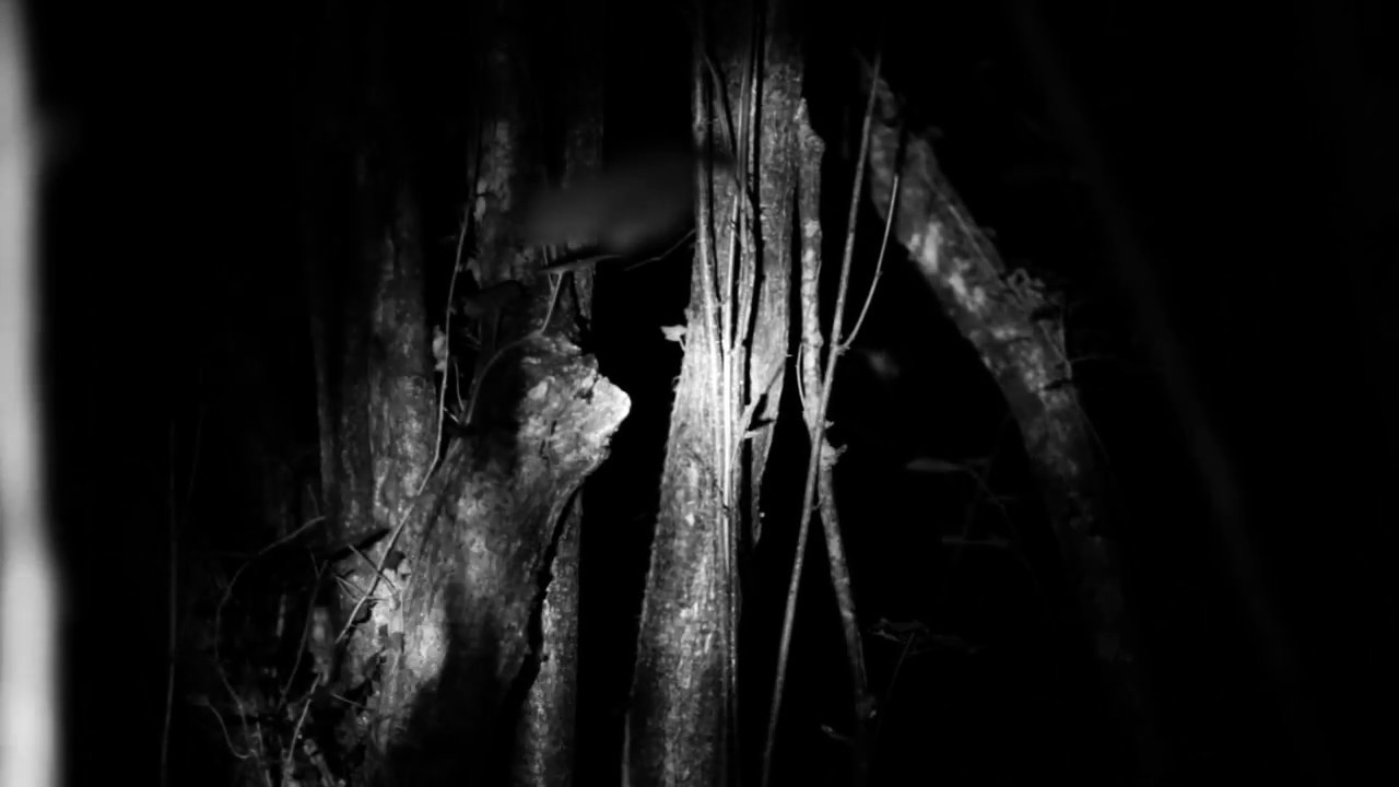 Trees of Mint | Audiovisual performance in Madrid | 2016