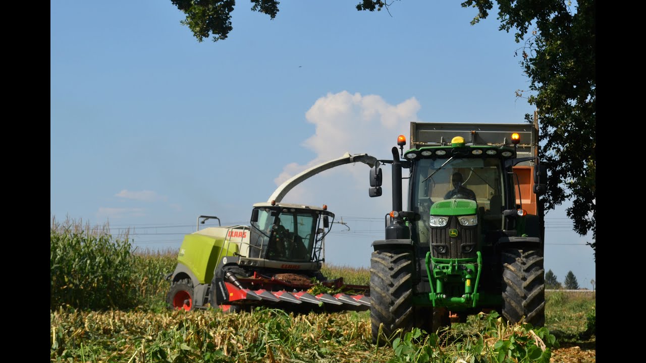 PASTONE MAIS 2019 / CLAAS JAGUAR 960 / BERTONI