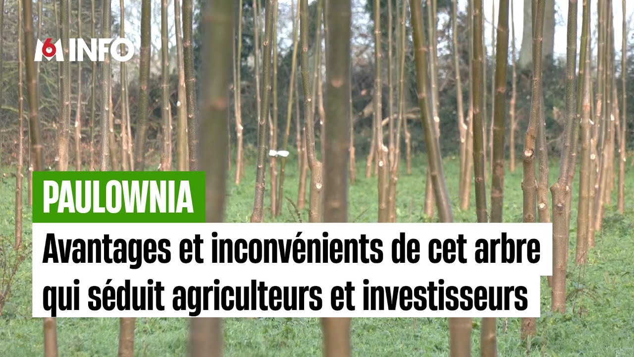 Le paulownia est-il un allié contre le dérèglement climatique ?