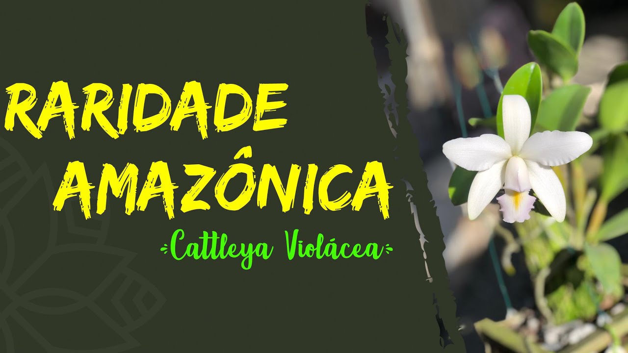 CONHEÇA ESSA ORQUÍDEA RARA DA AMAZÔNIA- Cattleya Violácea.
