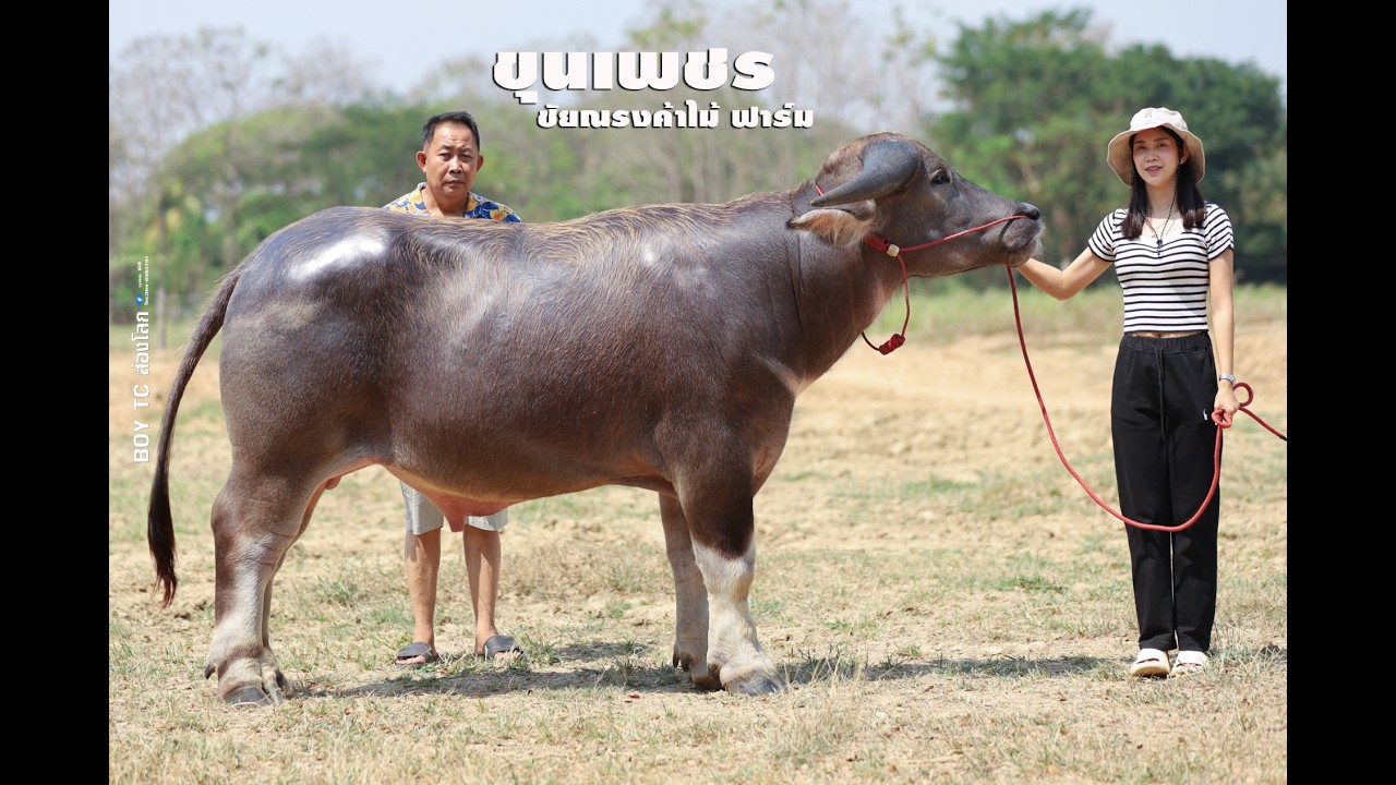เจ้าขุนเพชร ชัยณรงค์ค้าไม้ฟาร์ม จังหวัดแพร่