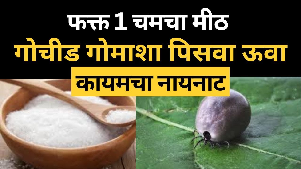 गोचीड गोमाशा पिसवा वर घरगुती उपाय । डास,उवा नियंत्रनासाठी अतिशय स्वस्त देशी जुगाड।tick,remove