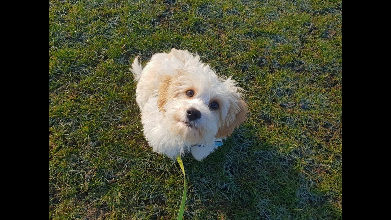 Barney - 4 month old Cavachon - 2 Weeks Residential Dog Training