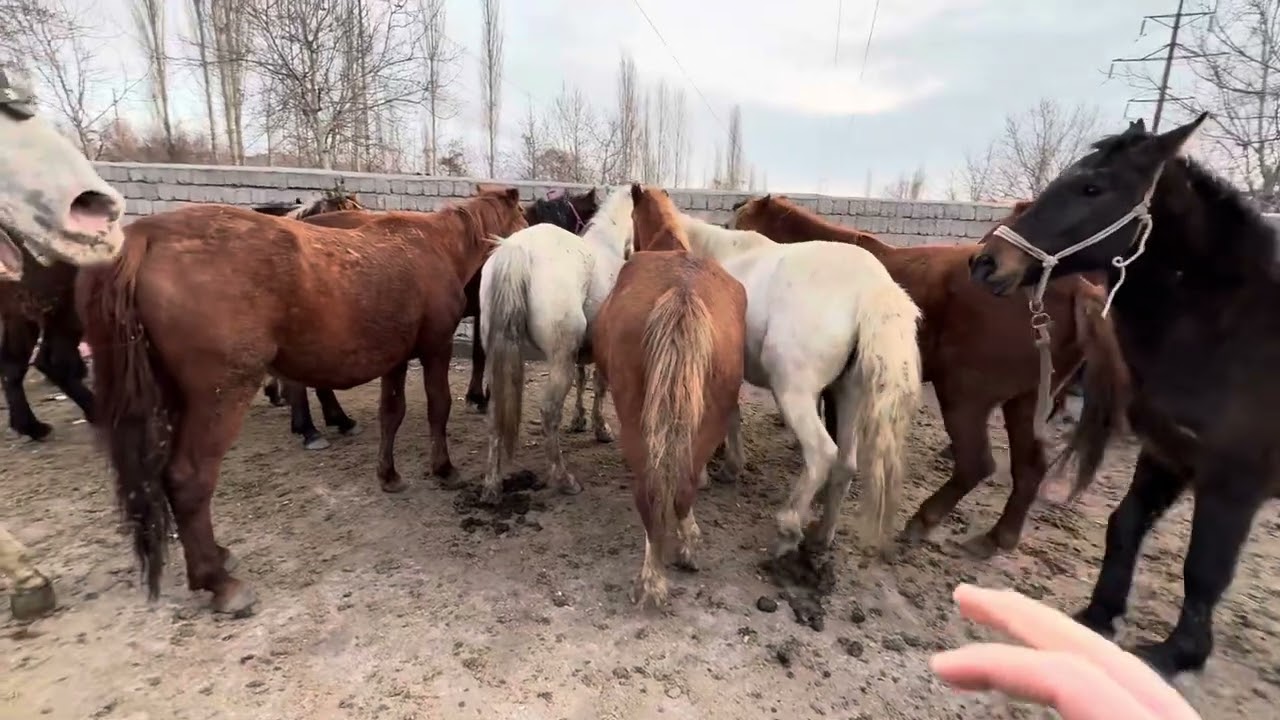 ANGREN OT BOZORI 05.01.26 fermeruz #fermeruz #otbozor #otlar #horse #uloq_kokpari #rek 